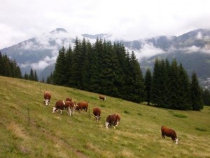 cantal cows, deep france