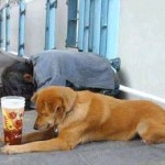 panhandling dogs