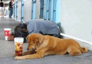 panhandling dogs